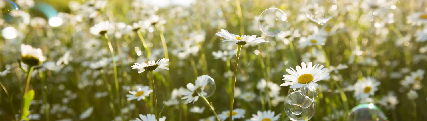 Eine Blumenwiese mit vielen Gänseblümchen und herumfliegenden Seifenblasen